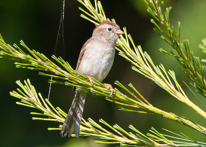 Field Sparrow