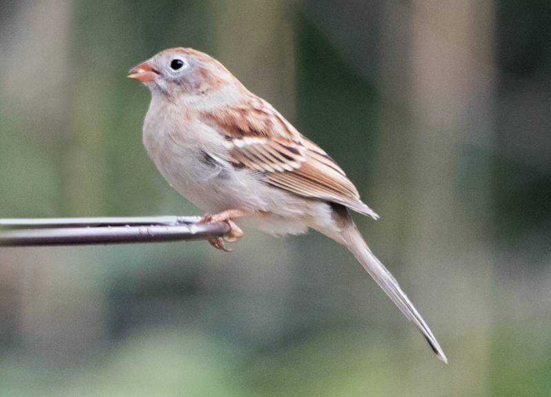 Field Sparrow