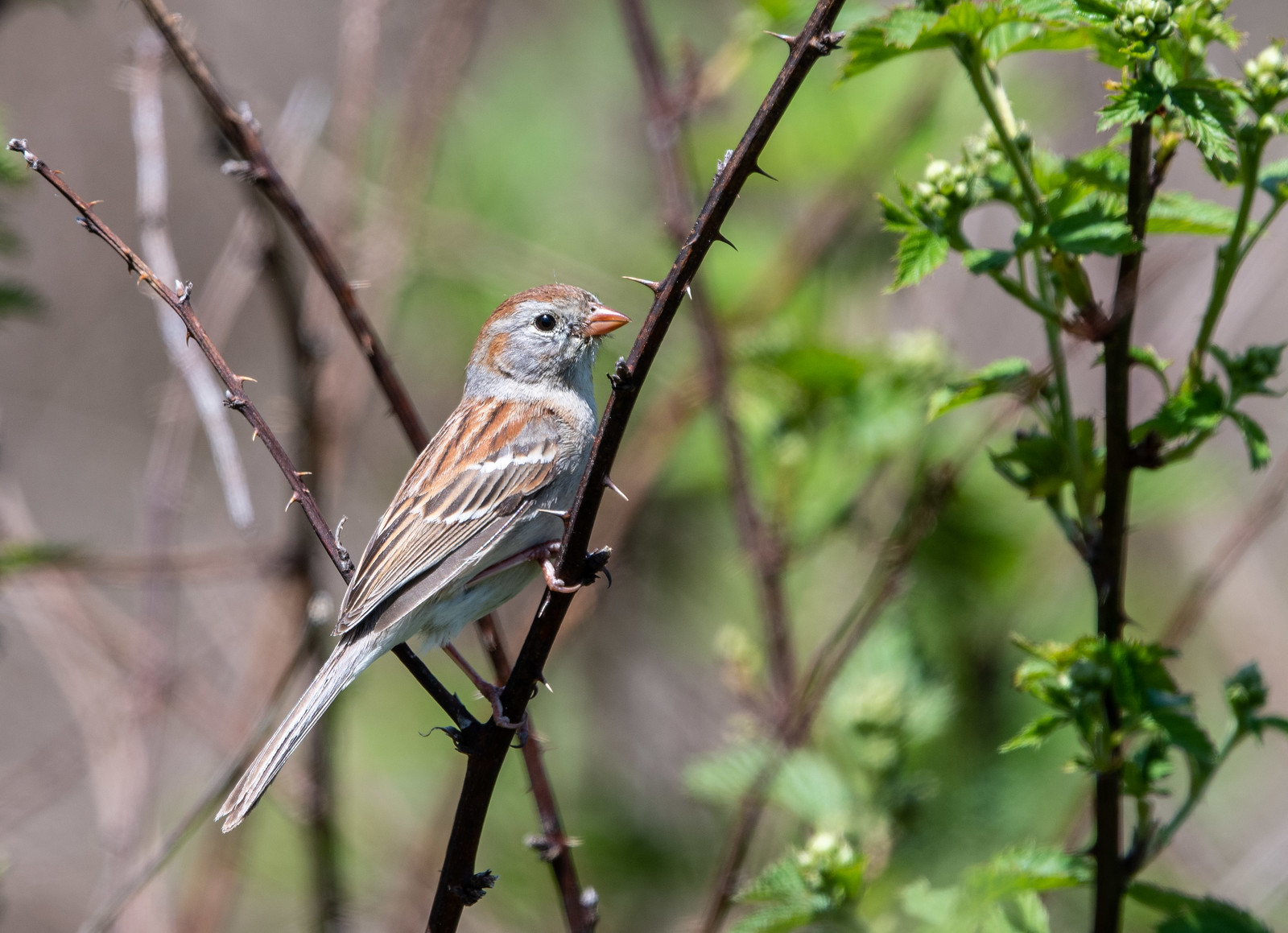 Field Sparrow