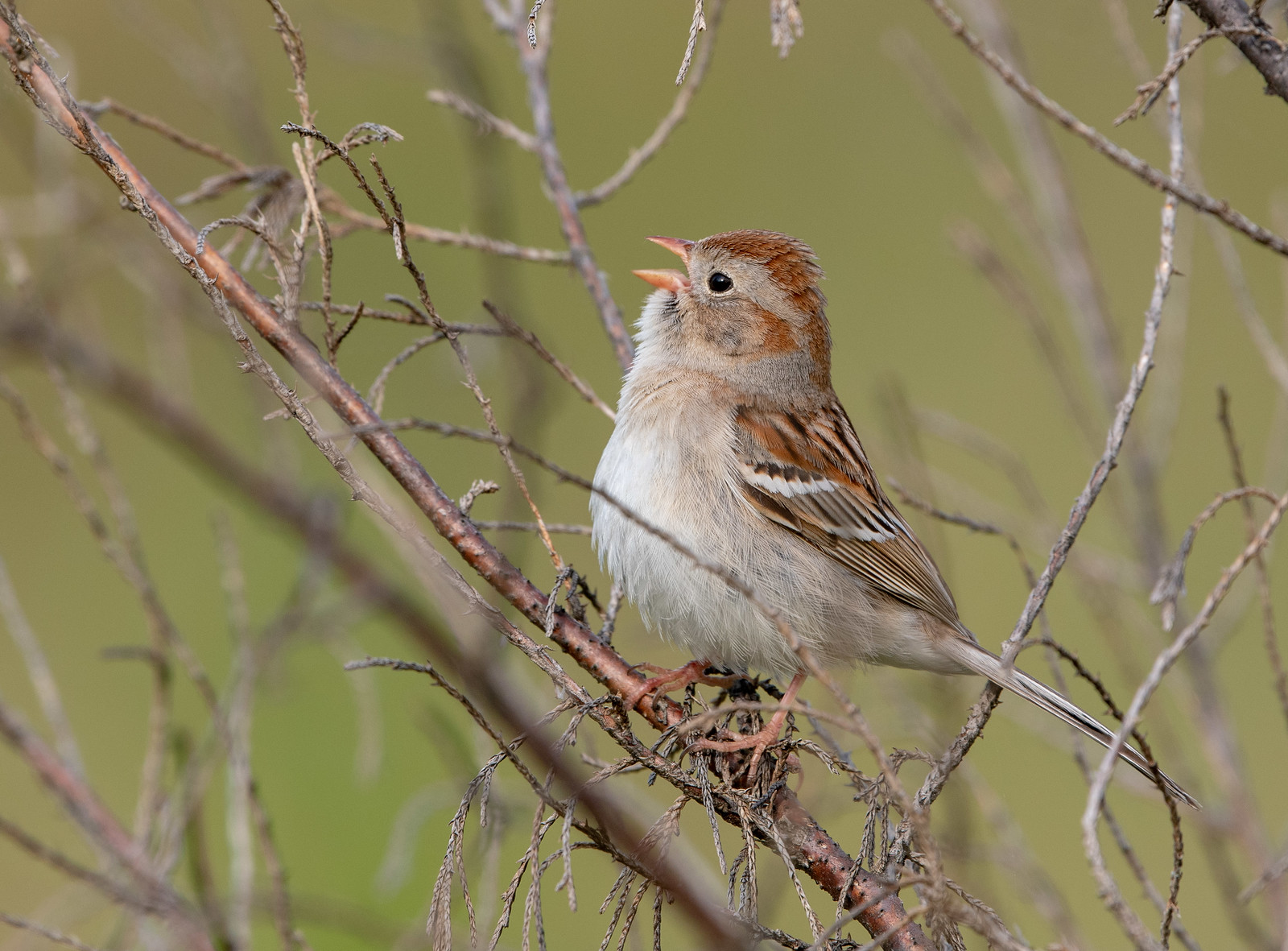 Field Sparrow