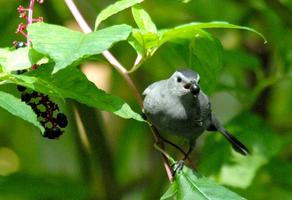 Gray Catbird with Pokeweed Berry