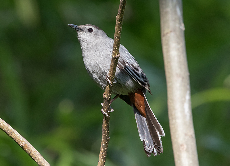 Gray Catbird