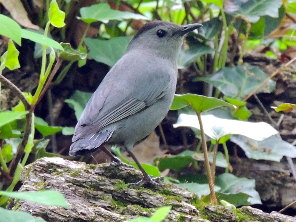 Tailless Gray Catbird