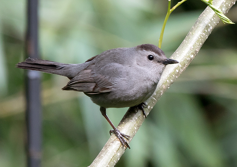 Gray Catbird