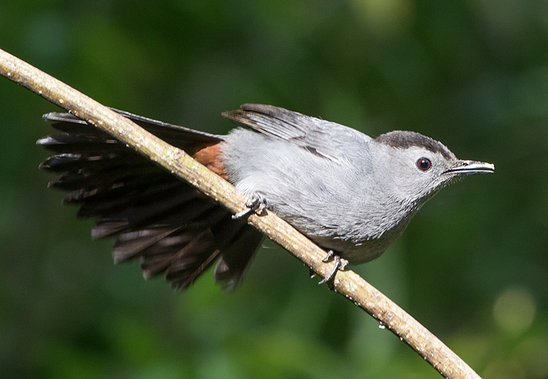 juvenile catbird