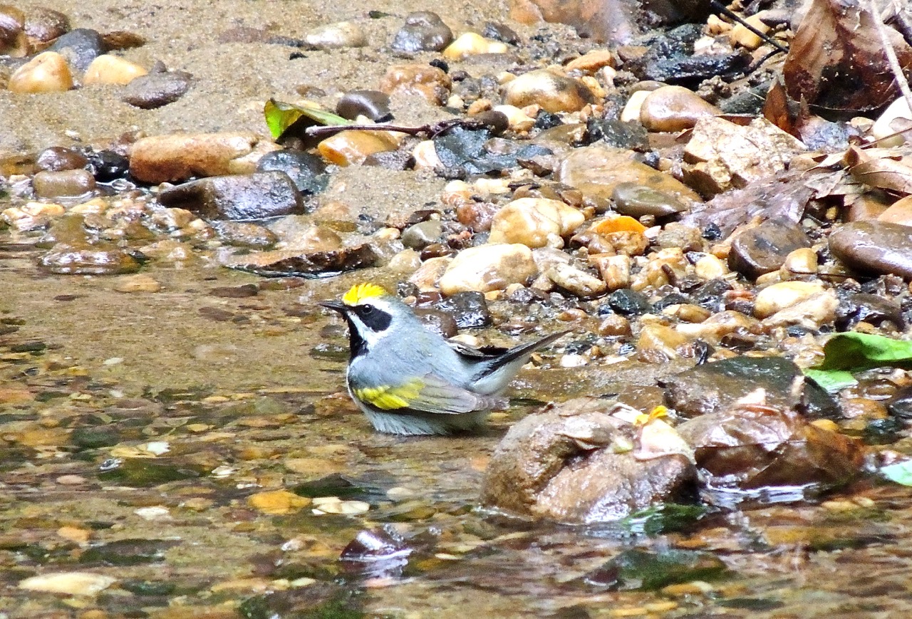 Golden-winged Warbler Male