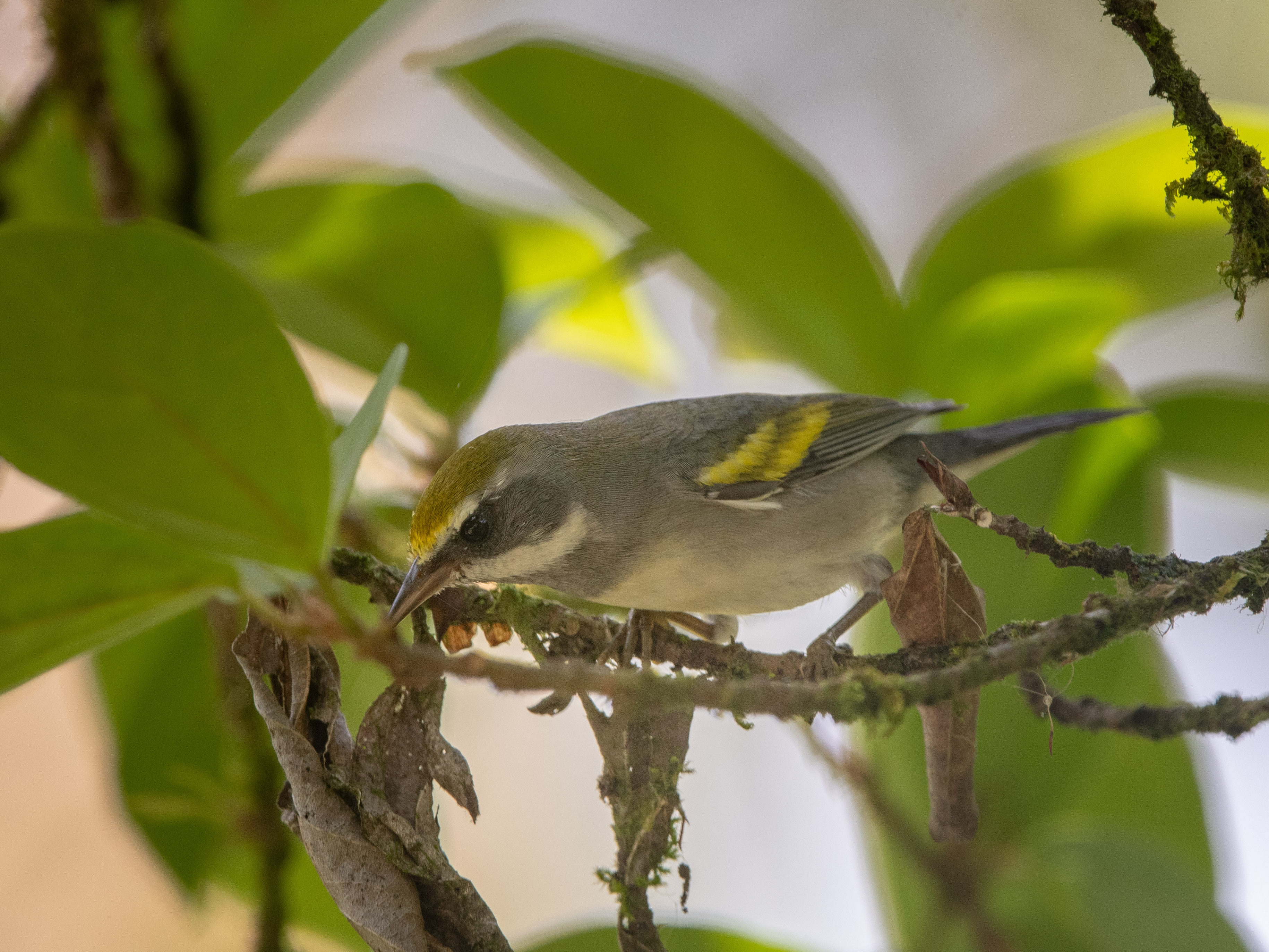 Golden-winged Warbler Female