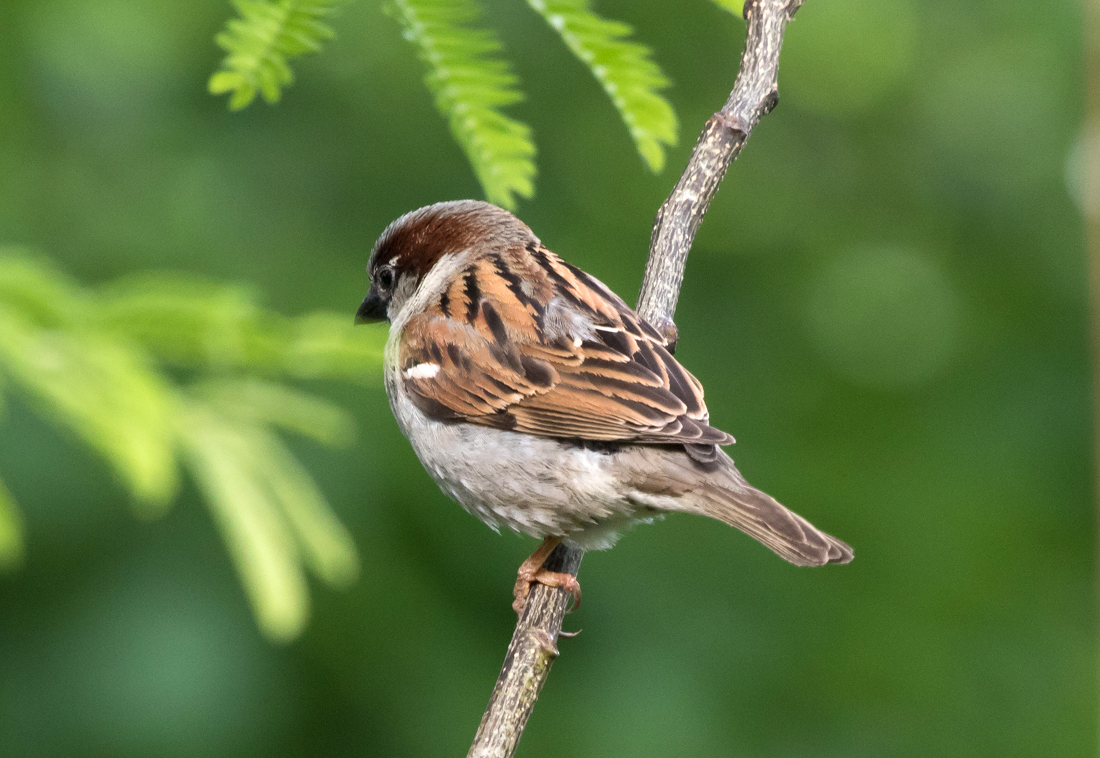 House Sparrow Male