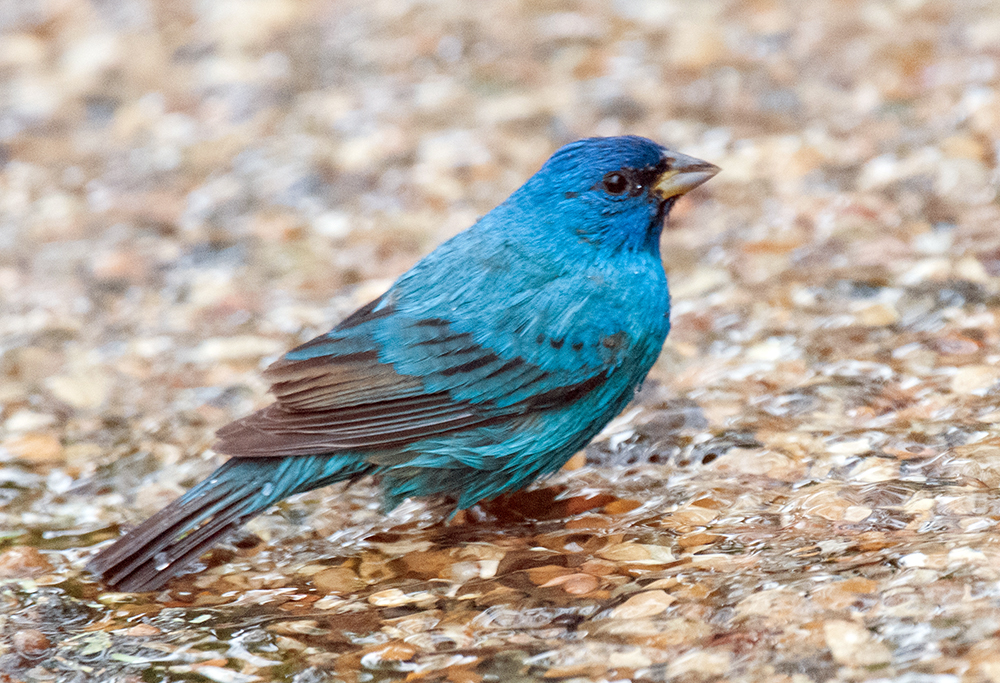 indigo bunting male