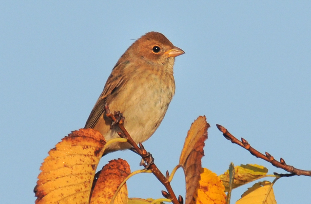 female indigo bunting