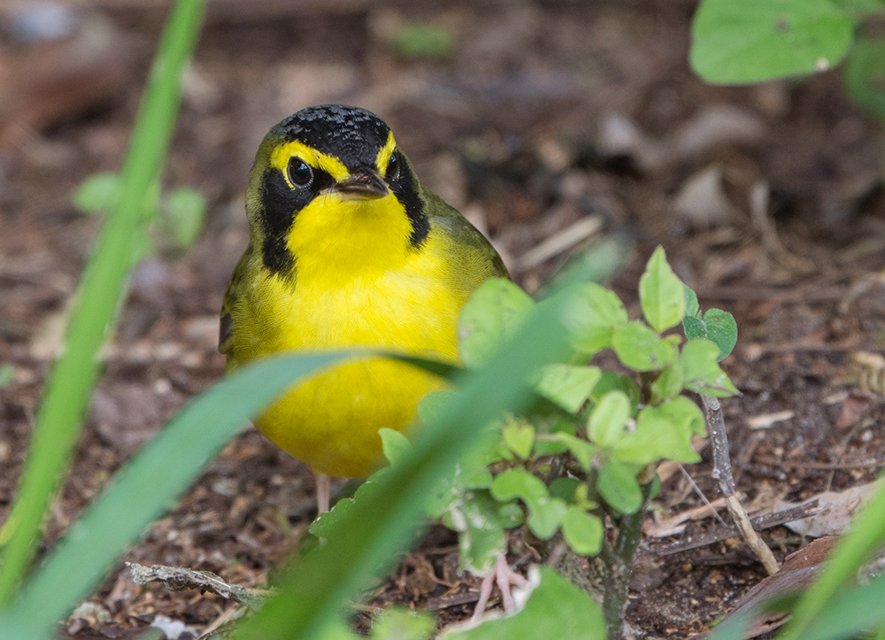 Kentucky Warbler Male