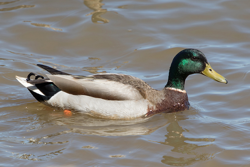 Mallard Male