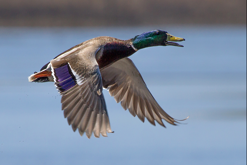 Mallard Male