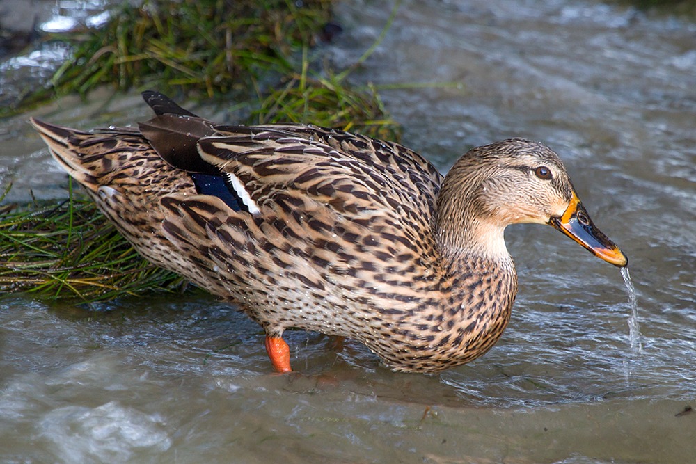 Mallard Female