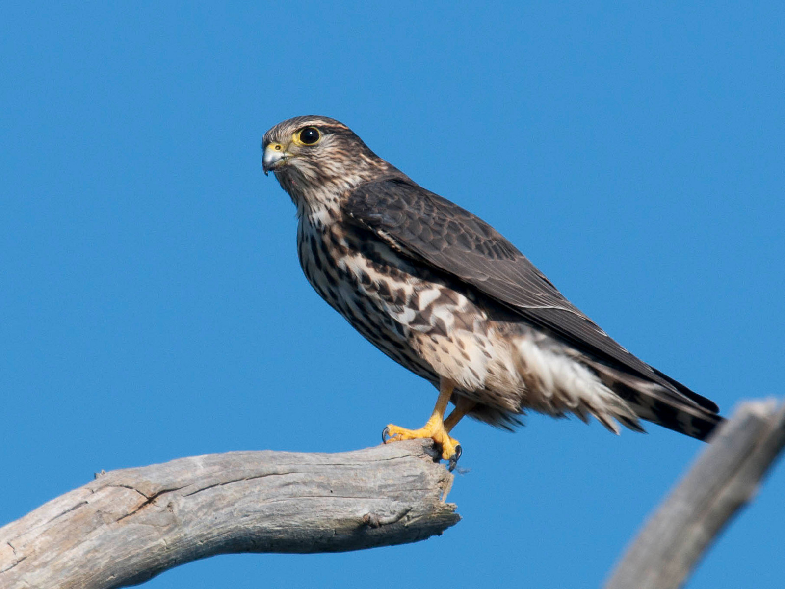 Merlin Male