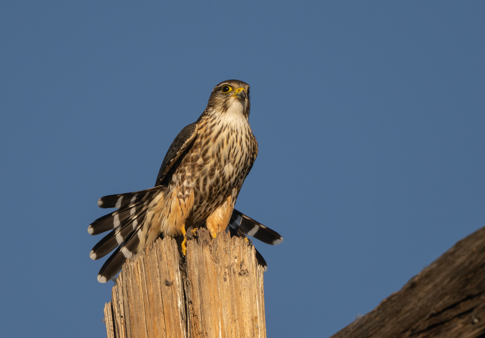 Merlin Male