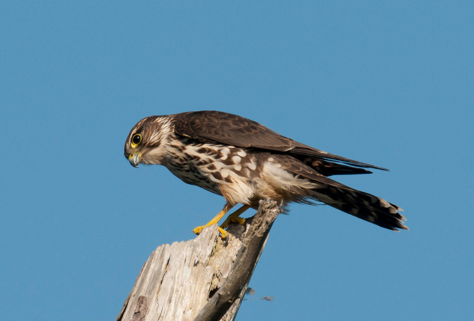 Merlin Female