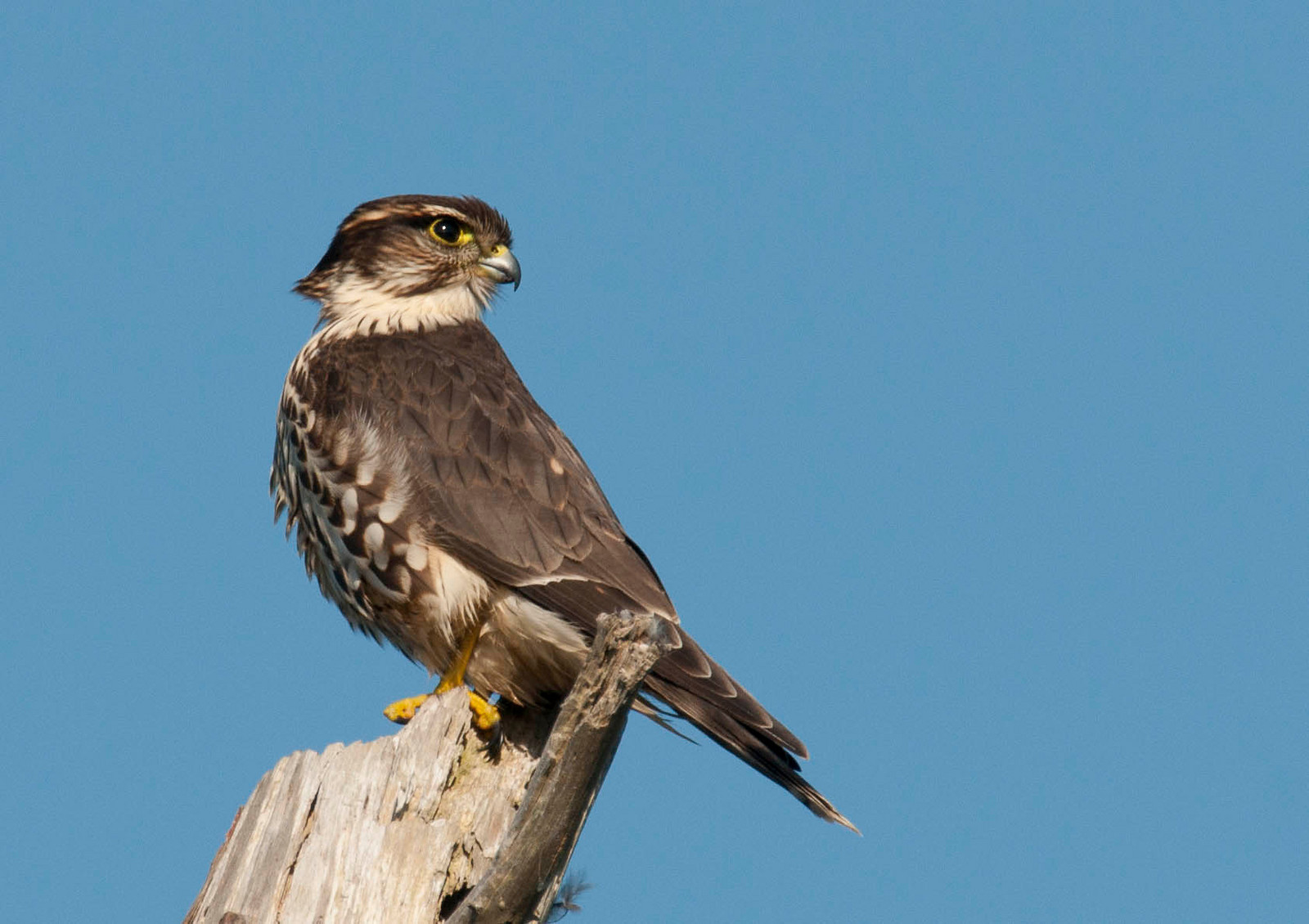 Merlin Female