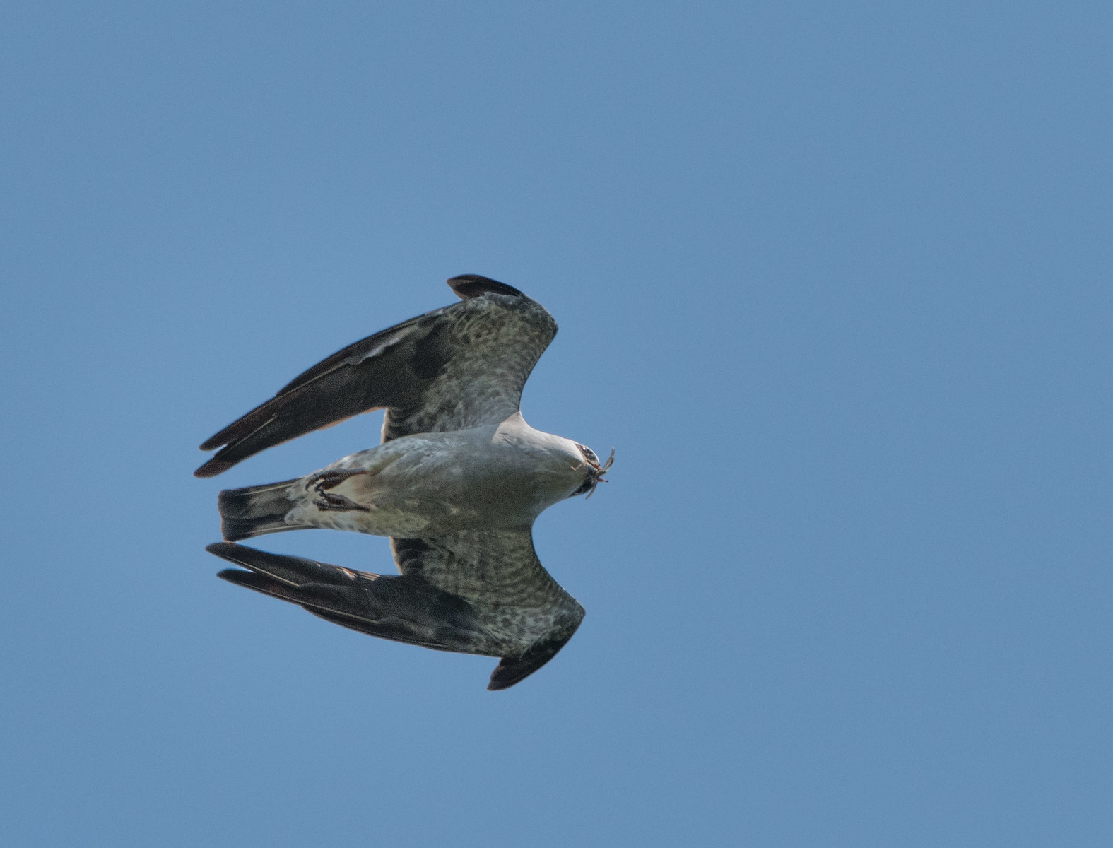Mississippi Kite Adult Female