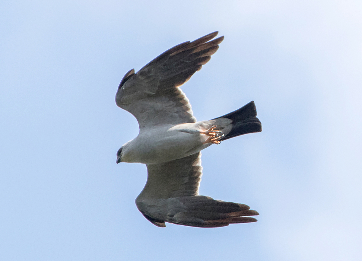 Mississippi Kite Adult Male