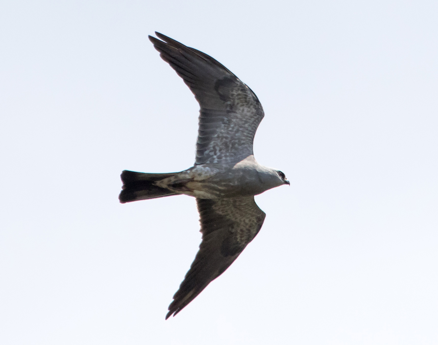 Mississippi Kite Adult Female