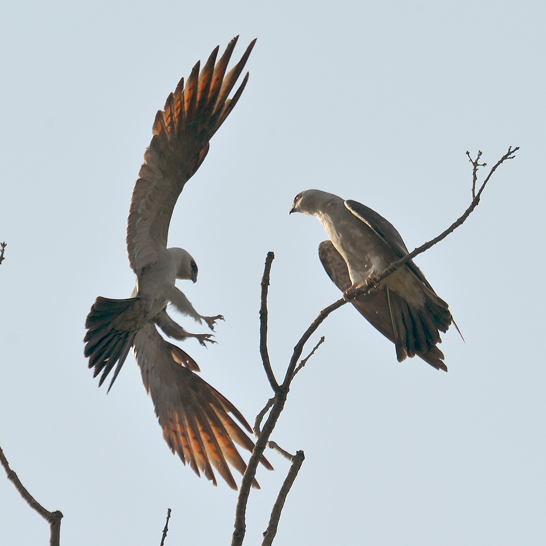 Mississippi Kite Adult Male and Female