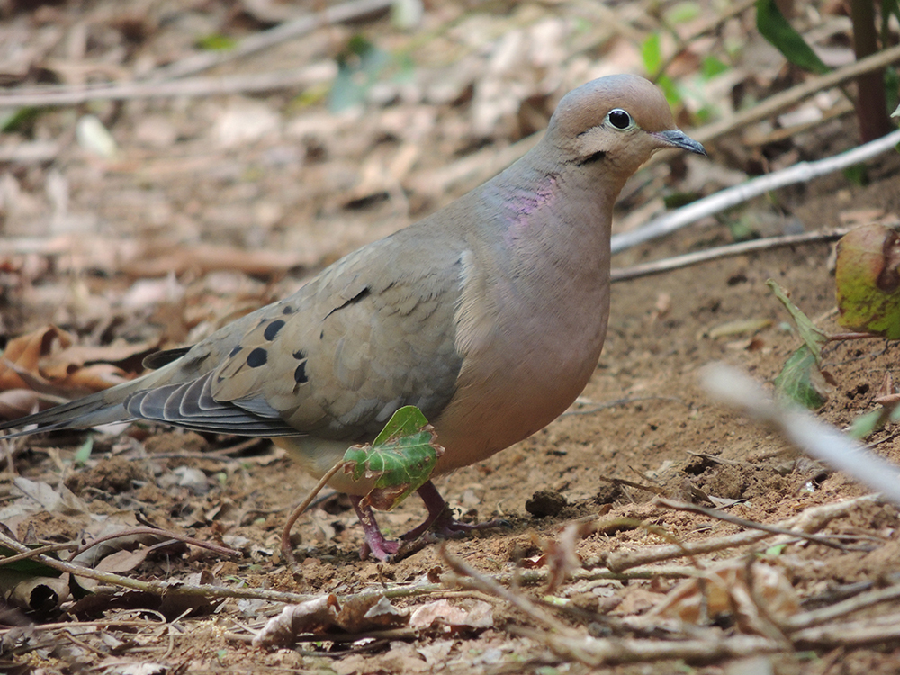 mourning dove male