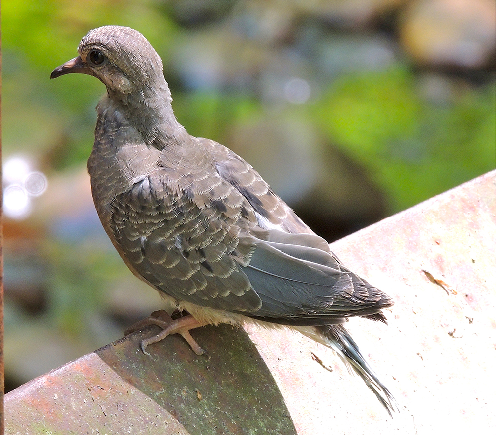 mourning dove juvenile