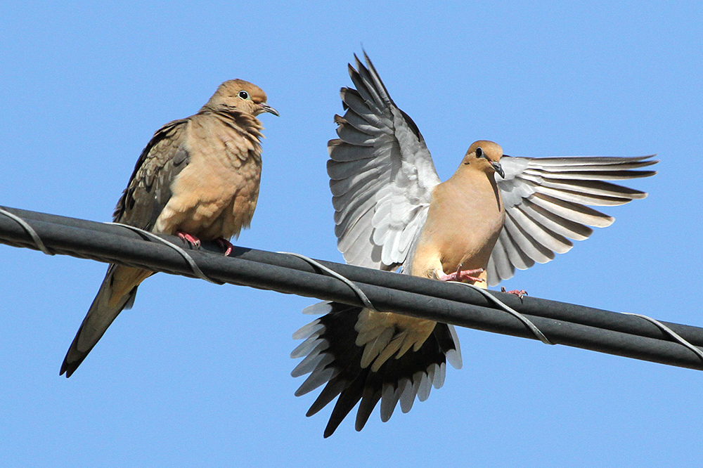 mourning dove male