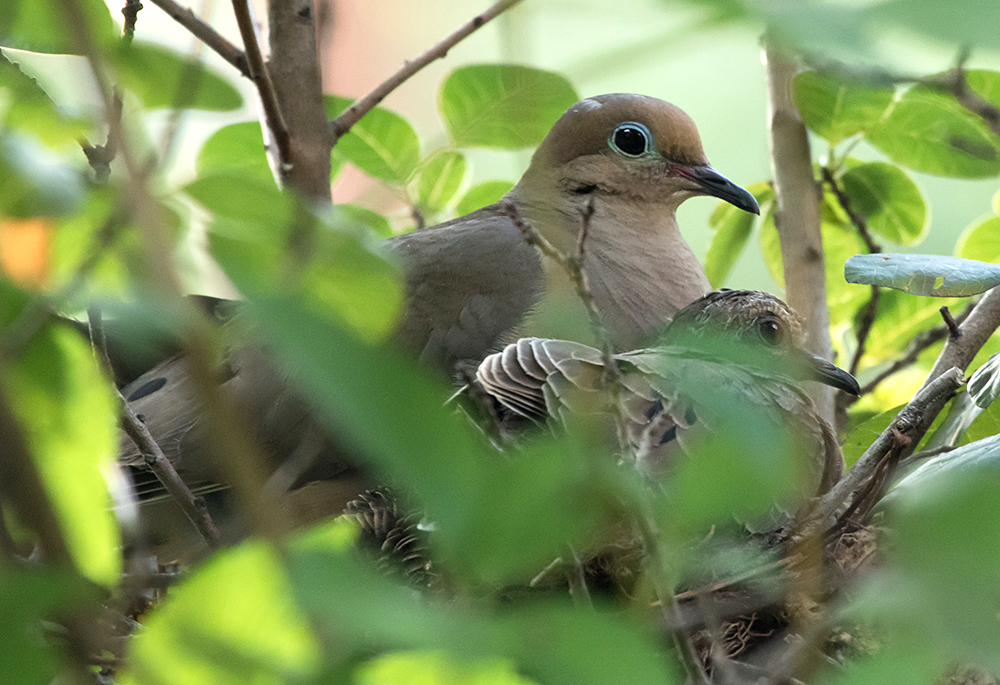 Parent and Juvenile Mourning Doves in a Nest