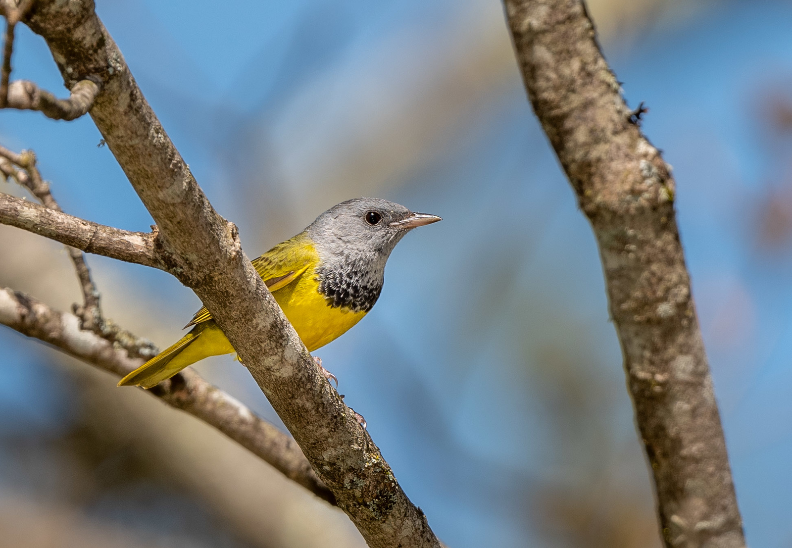 Mourning Warbler Male