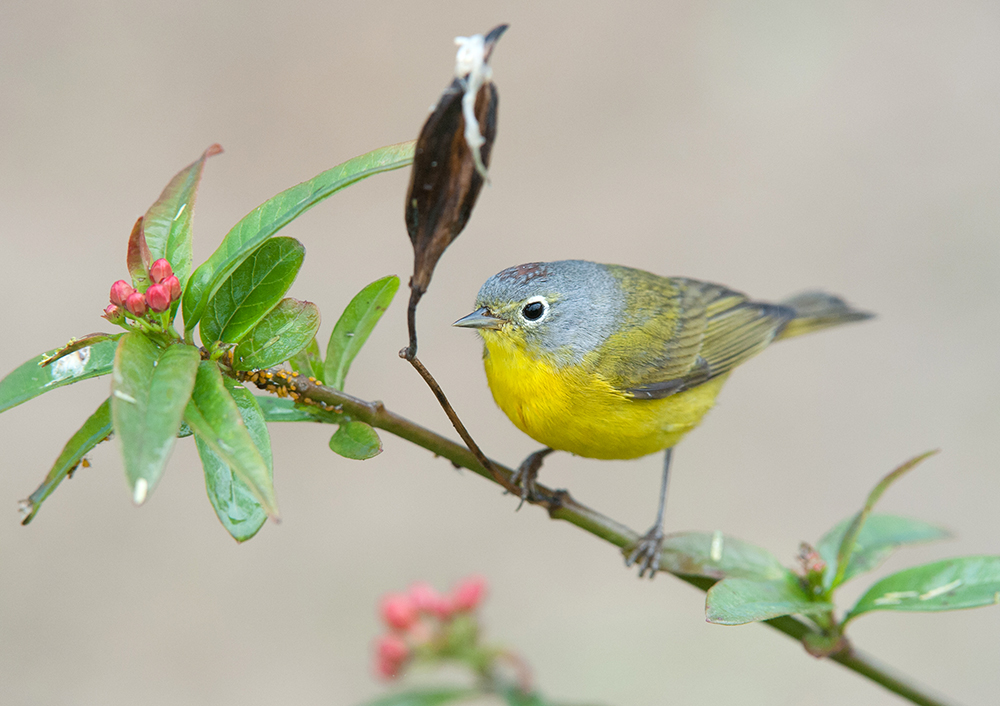 Nashville Warbler Male