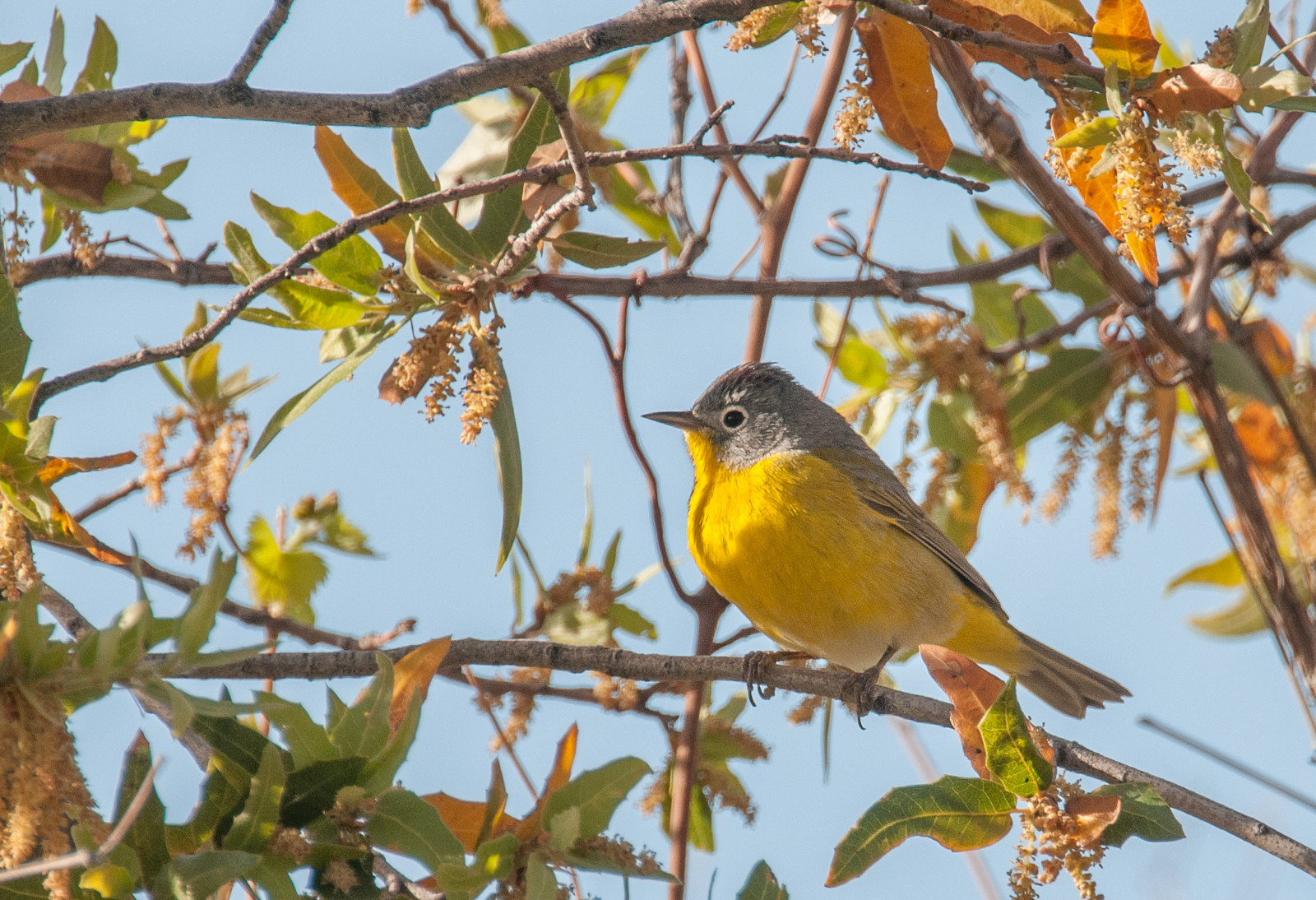 Nashville Warbler Male