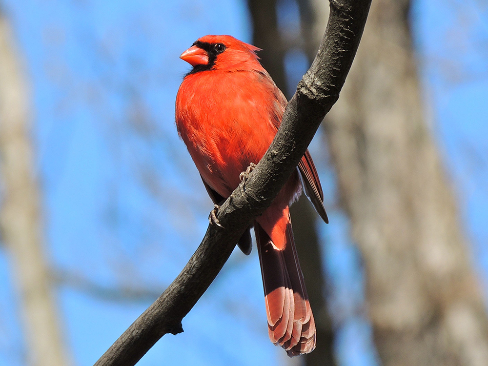 Northern Cardinal Male