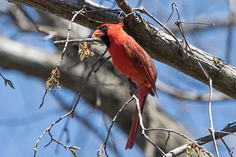 Northern Cardinal Male Eating Elm Seeds