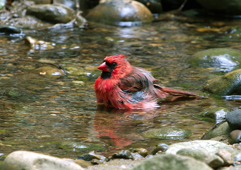 Northern Cardinal Male Bathing in Stream