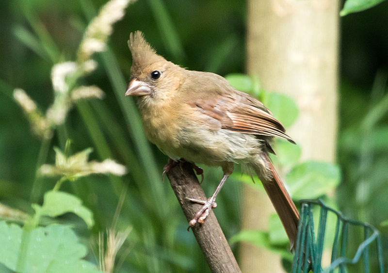 Hatch-year Northern Cardinal