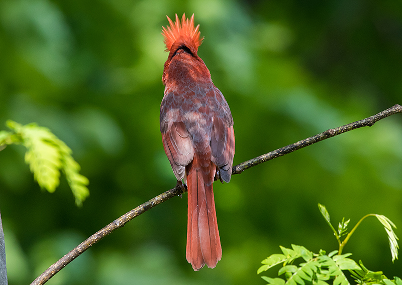 Northern Cardinal Male with Raised Crest