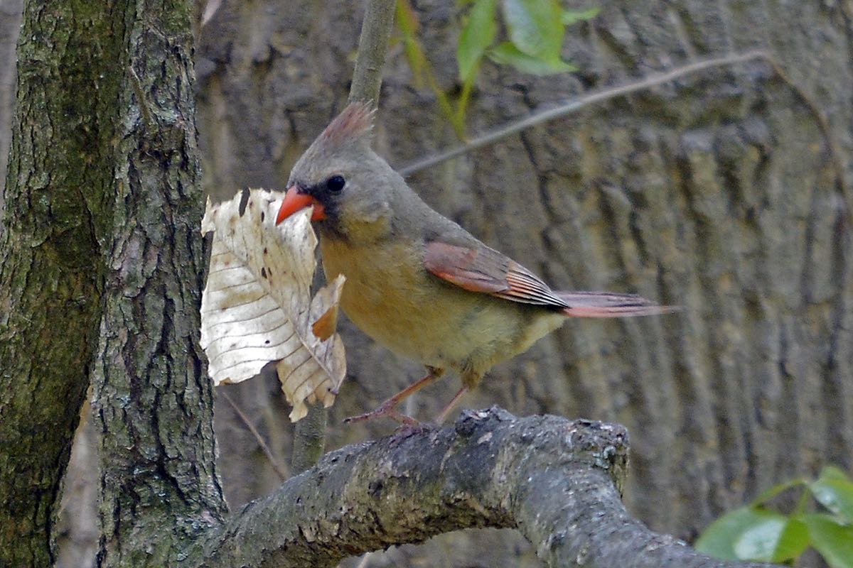 Northern Cardinal Female with Nesting Material