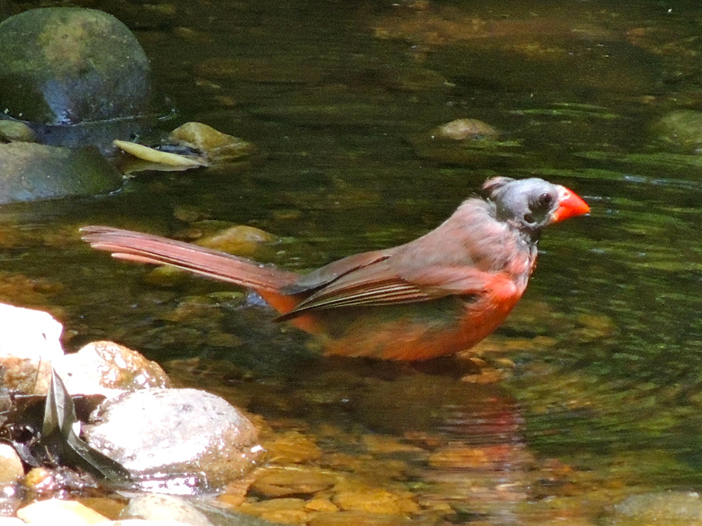 Bald Northern Cardinal Male