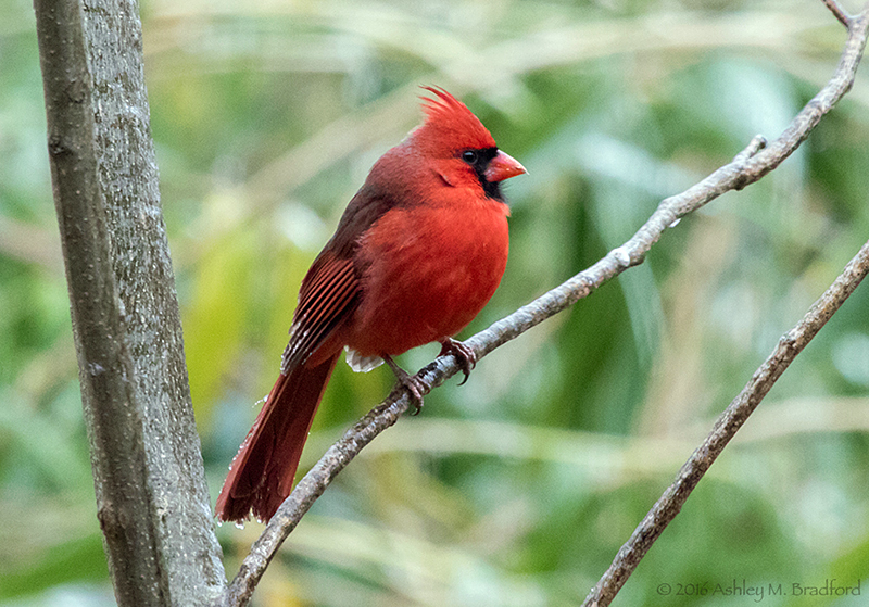 Northern Cardinal Male with Iced Wingtips