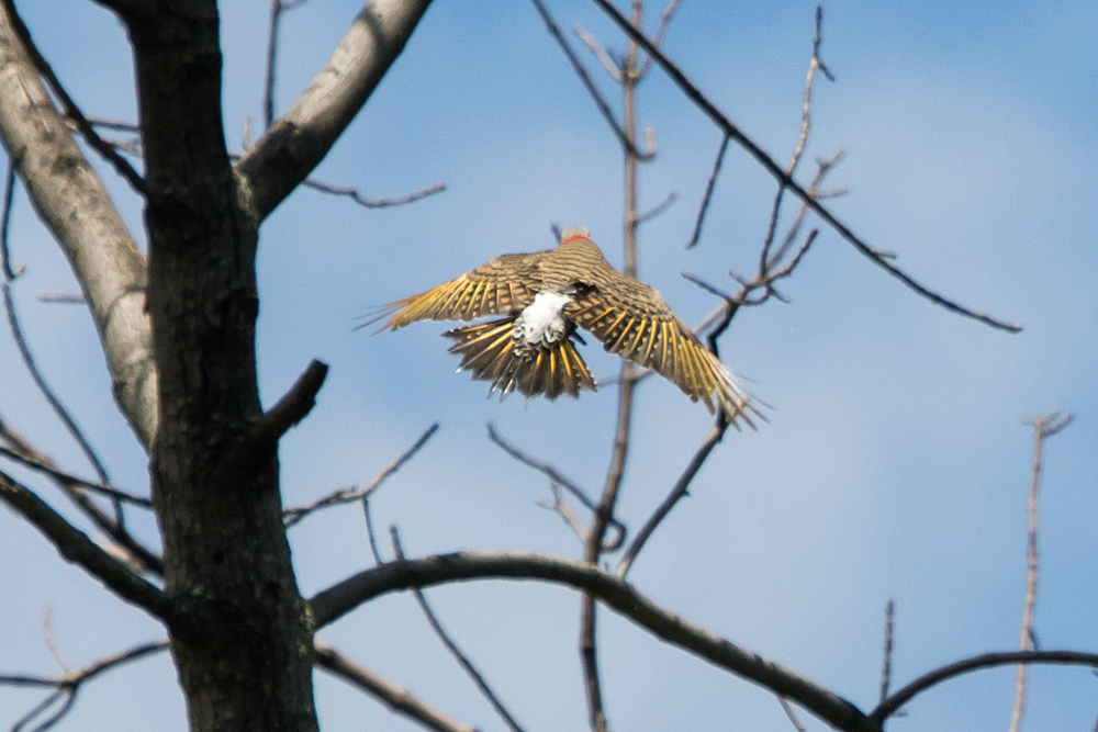 Northern Flicker Yellow Feather Shafts