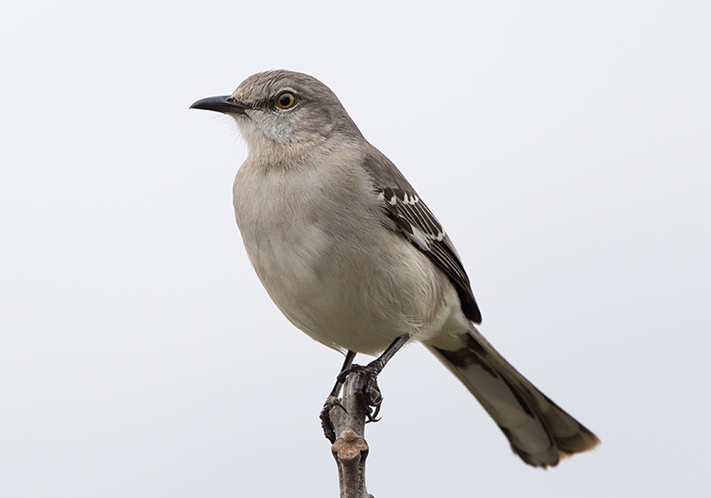 Northern Mockingbird