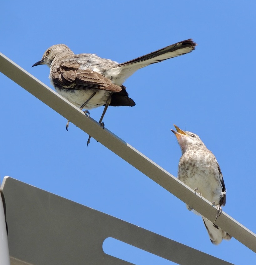 Juvenile Northern Mockingbird begging for food