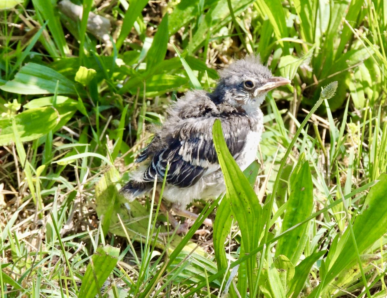 Fledgling Northern Mockingbird