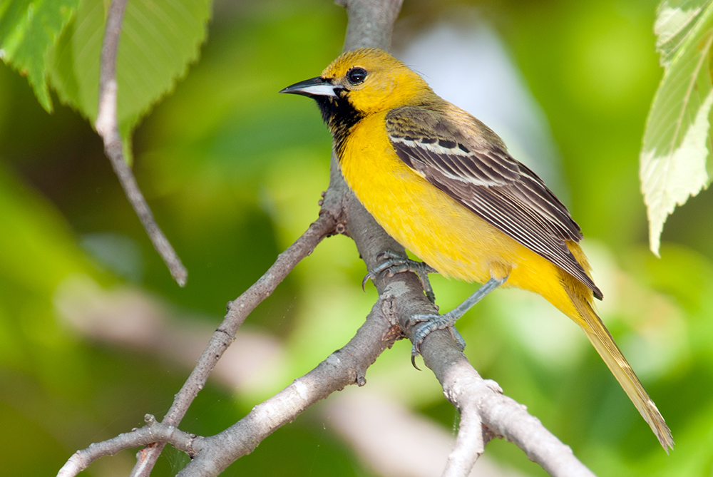 Orchard Oriole Second-year Male