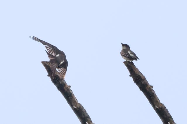 Olive-sided Flycatcher Composite