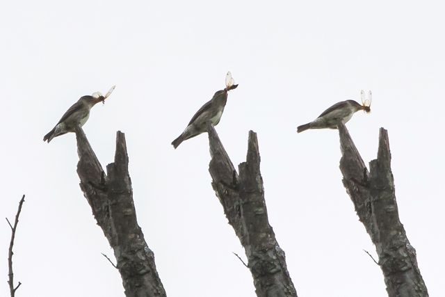 Olive-sided Flycatcher Composite