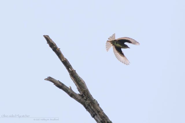 Olive-sided Flycatcher