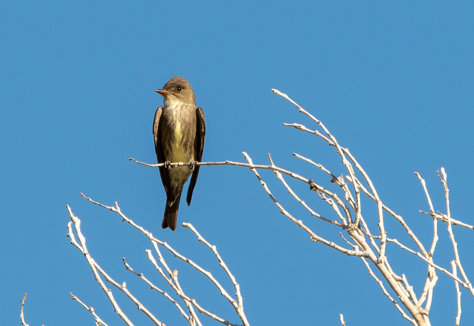 Olive-sided Flycatcher Composite